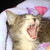 :iconnosykitty: