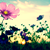 :iconnotafraidtodream: