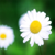:iconnothinglastsforever: