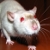 :iconnotomys-mordax: