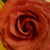 :iconnouli: