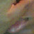 :iconnovaeast: