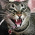 :iconnovaseepa: