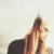 :iconnovaswing:
