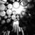 :iconnovemberlion: