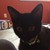 :iconnovester-finch: