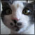 :iconnovus-luna-angelus: