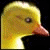 :iconnox-pho-toes: