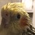 :iconnpeacher: