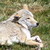 :iconnrau-taru: