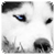 :iconnsharky:
