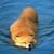 :iconnsilverfox: