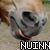 :iconnuinn: