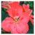 :iconNuitBelle: