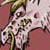 :iconnumora: