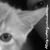 :iconnusky-art-designs:
