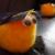 :iconnuttysmile: