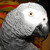 :iconnutz4birdz: