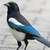 :iconnuukh123:
