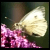 :iconnxxos-stock: