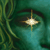 :iconny-zaika: