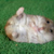 :iconnyan-cat-purr: