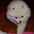 :iconnyancat101: