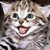 :iconnyancatluvr:
