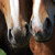 :iconnyappymal-stock: