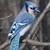 :iconnyhm-mclore: