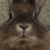 :iconnym5: