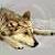nymeria13 :iconnymeria13: