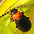 :iconnyssi-stock: