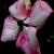 :icono0desert-rose0o: