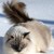 :iconoaklyderpitty: