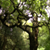 :iconoakseed: