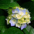 :iconoaktree246: