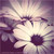:iconoanny: