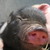 :iconoatwheatpiggies: