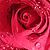 :iconoblivious-rose: