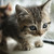 ObliviousNights :iconobliviousnights: