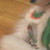 :iconobot11: