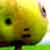 :iconobservience: