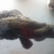 :iconobsessed-with-snakes: