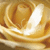 :iconobsidianamaranthus: