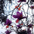 :iconobsidianjewel: