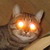 :iconoburejin: