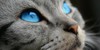 :iconoc-hangout: