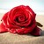 :iconocean-rose: