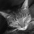 :iconocean123: